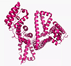 Glycated Albumin (GA)